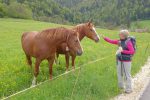 Curieux les chevaux, ma tante aussi !