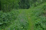 C'est une route forestière bien fleurie