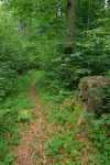 La sente serpente dans la forêt