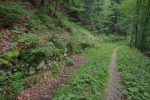 Pour nous, on continue par la route forestière, tranquillement. Notez le muret. C'est dans ce secteur que j'ai vu trois biches