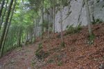 J'ai bien aimé ce passage avec ces arbres contre la paroie