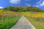 Nous voilà enfin au bas du Mont Vully