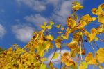 Belles couleurs d'automne