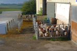 Je préfère là où je suis ! Ferme du Pt494