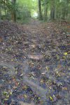 Retour en forêt, sentier pentu