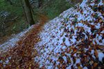 Poursuite dans la forêt