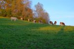 Passage parmi les vaches