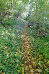On rentre dans la forêt