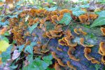 Les champignons participent aussi au cycle de vie