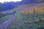 Retour dans les vignes