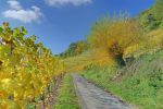 En automne, tout est beau !