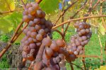 Raisin à grapiller, peu sucré quand même