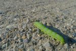Courageuse la chenille, la route est longue !