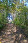 Bref passage en forêt