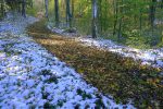 Je rentre à nouveau dans la forêt et la neige du weekend précédent est encore présente