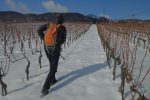 Puis dans les vignes