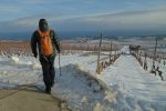 Retour par les vignes