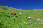 Ne sont-elles pas bien ici, ces vaches ?