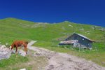 La ferme de Thoiry Devant, 1490m