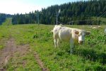 Salut les vaches, je ne fais que passer !