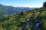 Encore des vaches