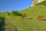 Troupeau de chevaux sous les Mémises