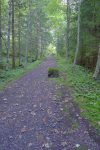 On emprunte une route forestière pour Bonavau