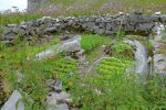 Jardin potager, il y a aussi 4 poules qui rodent