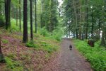 Nous traversons la forêt