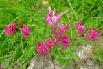 Du sainfoin