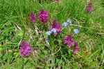 Myosotis et fleurs inconnues