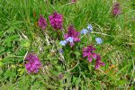 Myosotis et fleurs inconnues