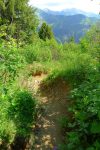 Un bref passage entre les arbres pour retrouver la route de 4x4