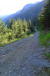 Descente par une route monotone à travers la forêt