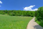 On longe la route pour rentrer dans la forêt