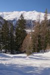 Descente en forêt