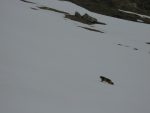 Une marmotte nous fait le plaisir de se montrer, début de la saison pour elle