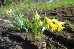 Quelques jonquilles