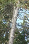 Le pic tridactyle marque des lignes sur les pins
