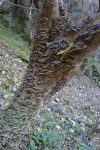 Un tronc recouvert de champignons
