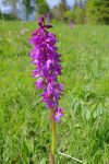 Tiens une orchis