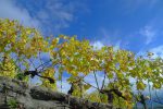 Les vignes de Lavaux, à travers la fenêtre