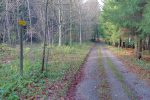 Bref passage en forêt.