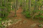 Le chemin se poursuit toujours en forêt, mais plus large