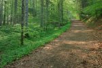 On s'enfonce dans la forêt avec profusion d'ail des ours