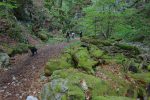 La mousse colonise les rochers et arbres. Vue arrière