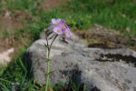 Cardamine des prés