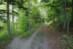 La descente en forêt (Côte au Renard), un peu plus pentue