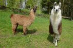 Sympas ces lamas