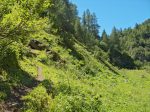 Le chemin monte, mais à travers la forêt